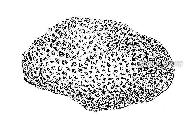 天然海绵Clathrina panis，或Ascandra panis，是一种钙海绵Leucascidae发现于加勒比海